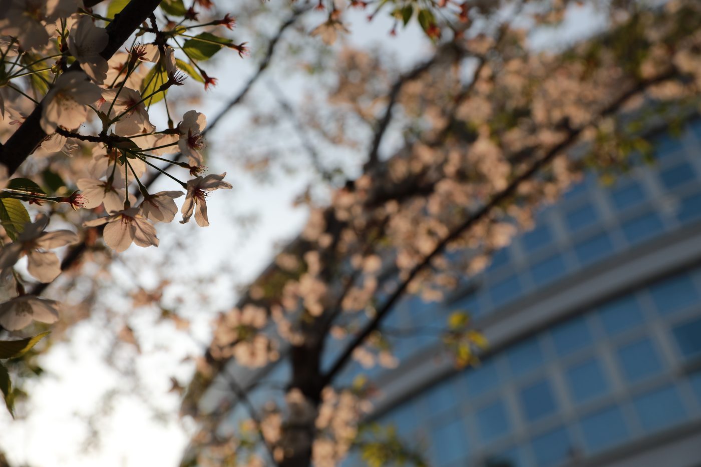 Cherry blossoms at SPH campus